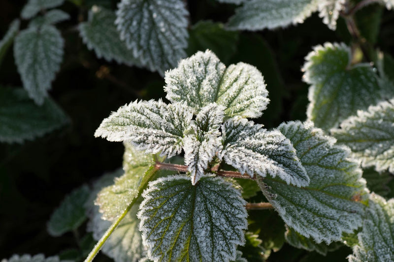 November's Garden