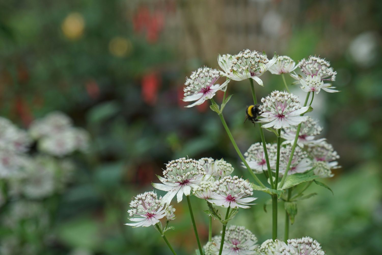 August's Garden